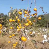 大秋甜柿苗，一款直接在树上可以吃的品种柿子国庆节上市。