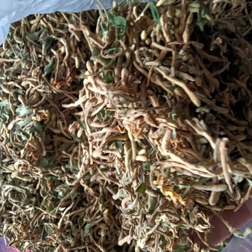 金银花2023年新货非种植色泽好