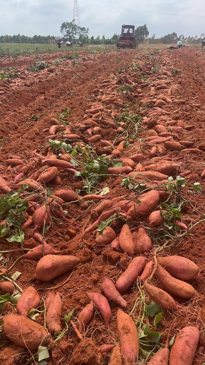 济薯26板栗薯，产地直发，支持电商市场工厂，品质求生存
