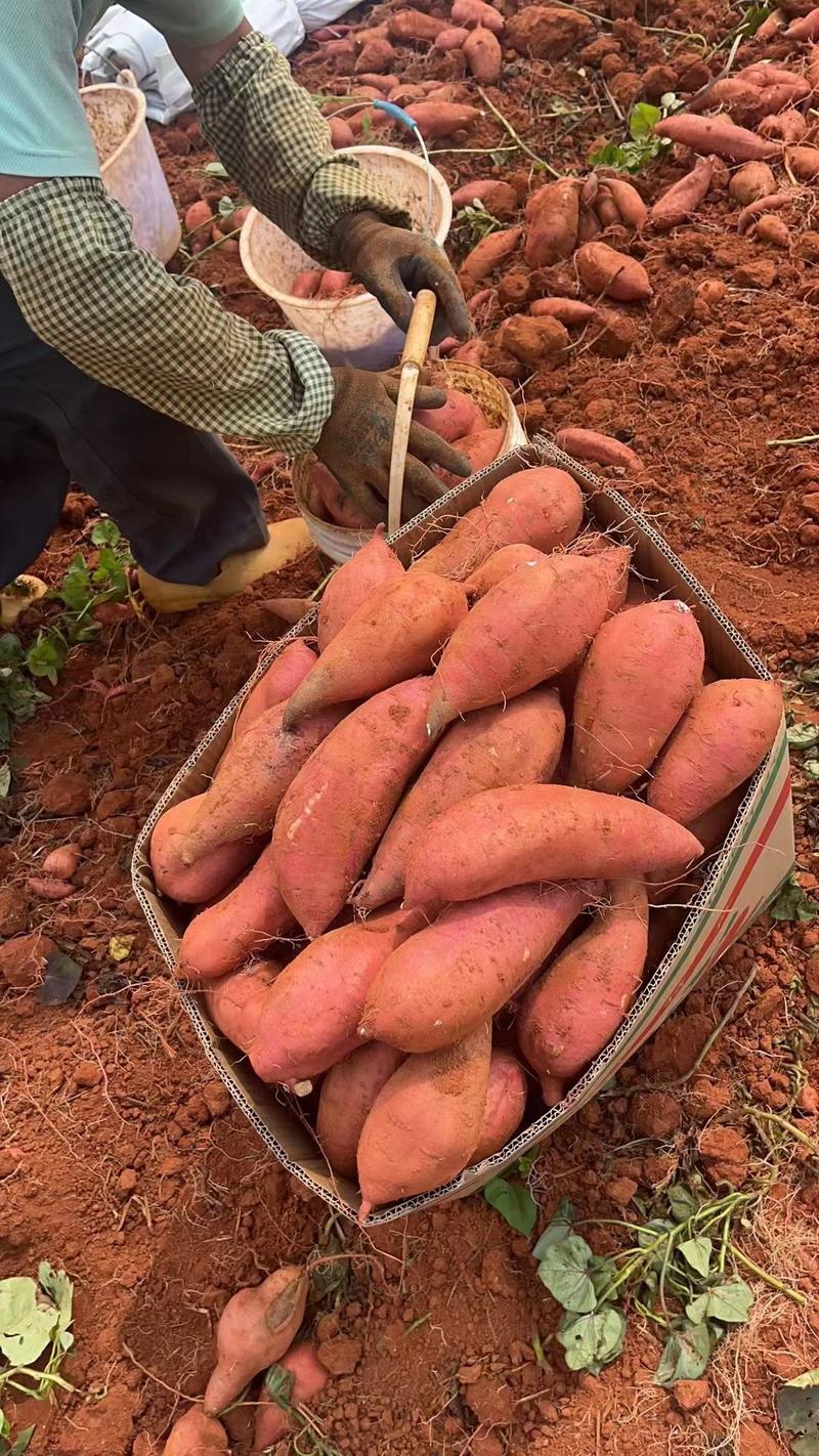济薯26板栗薯，产地直发，支持电商市场工厂，品质求生存