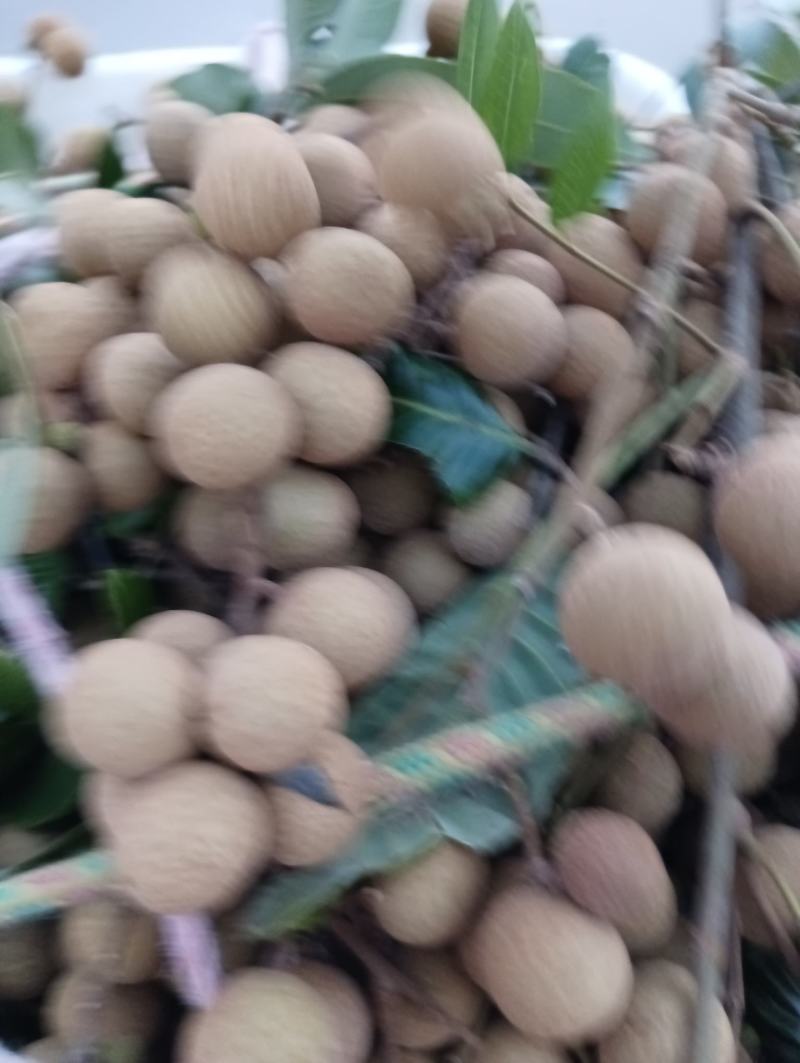 石硖龙眼