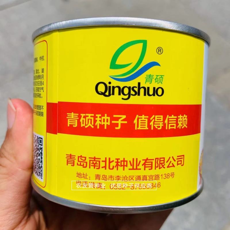 早熟黄心白菜种子青硕金黄小秋白菜种子内芯鲜黄大白菜种子