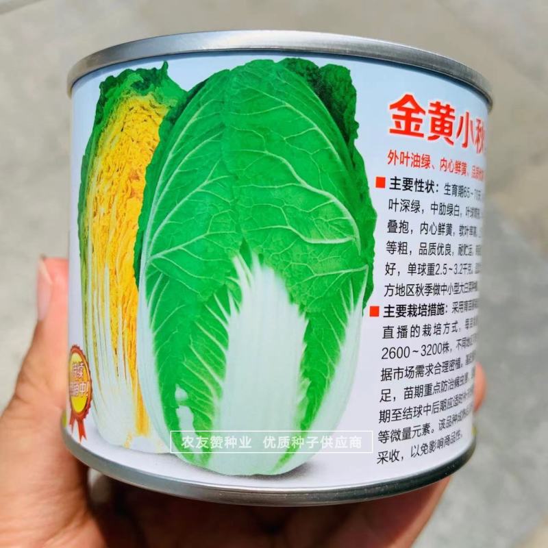 早熟黄心白菜种子青硕金黄小秋白菜种子内芯鲜黄大白菜种子