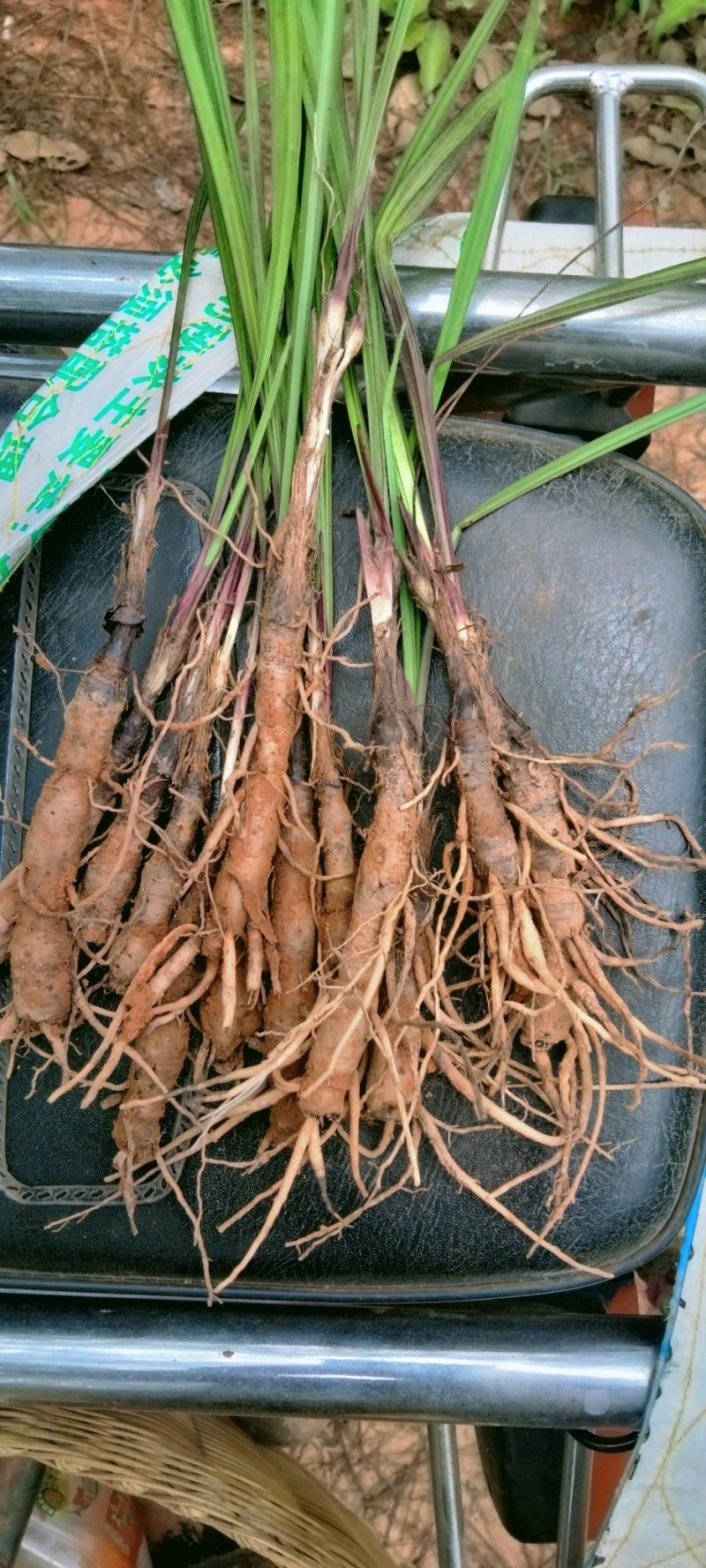 仙茅