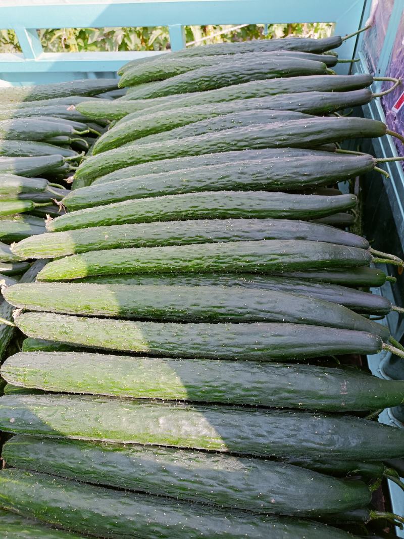 精品黄瓜