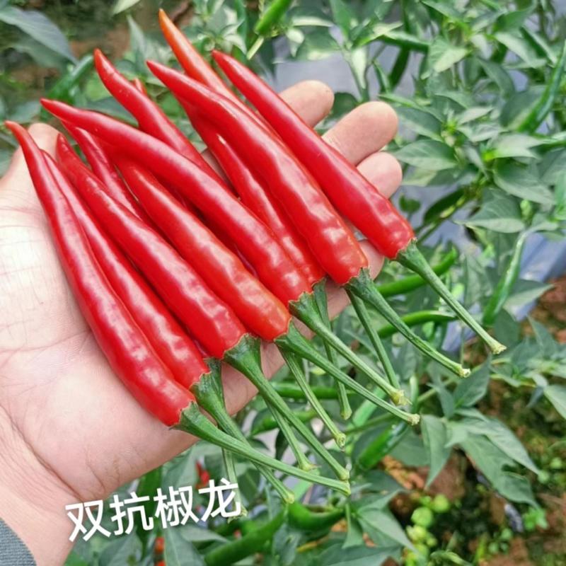 泰国进口朝天椒种子双抗椒龙大果型朝天椒种子抗病抗旱高产