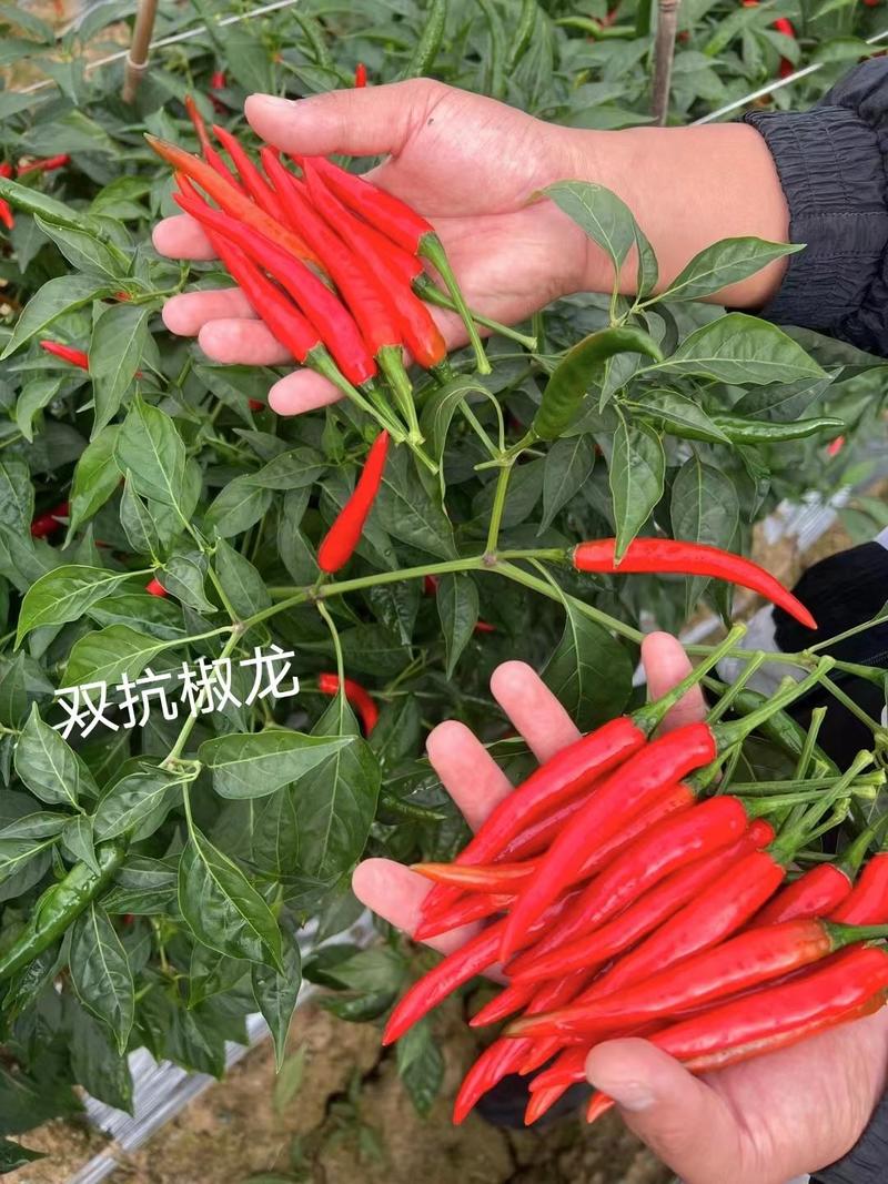 泰国进口朝天椒种子双抗椒龙大果型朝天椒种子抗病抗旱高产