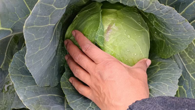 铁头包菜