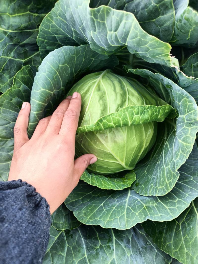 铁头包菜