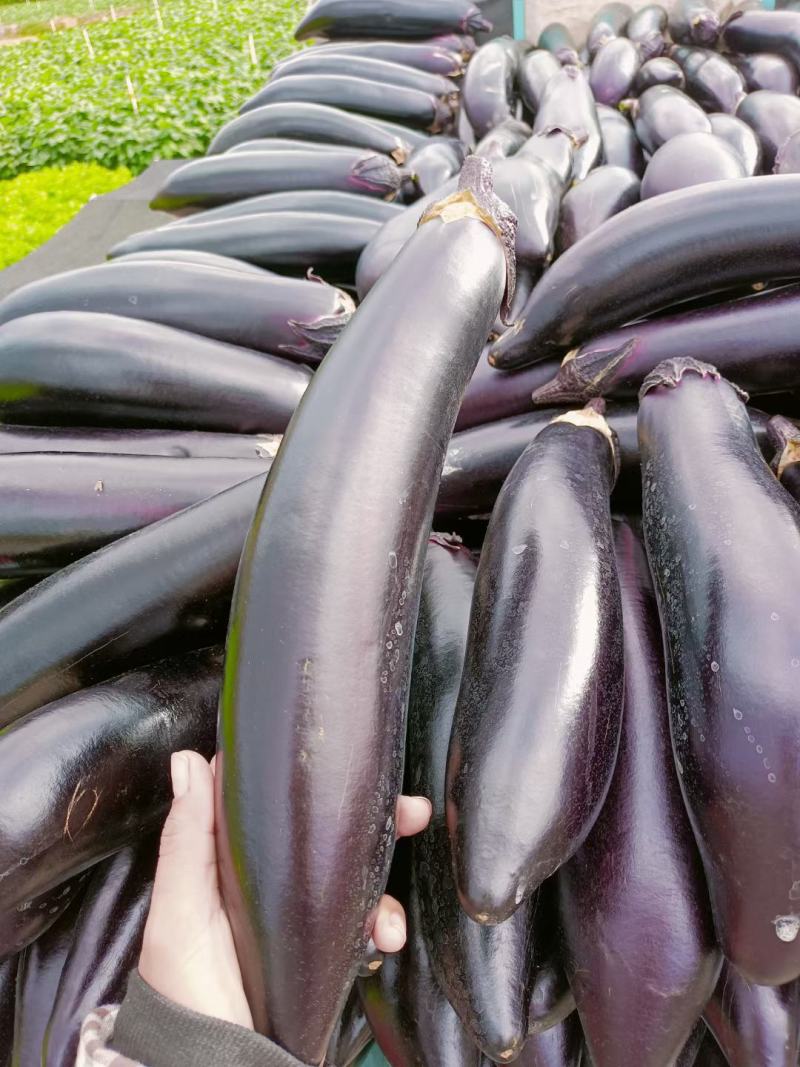 烧烤茄