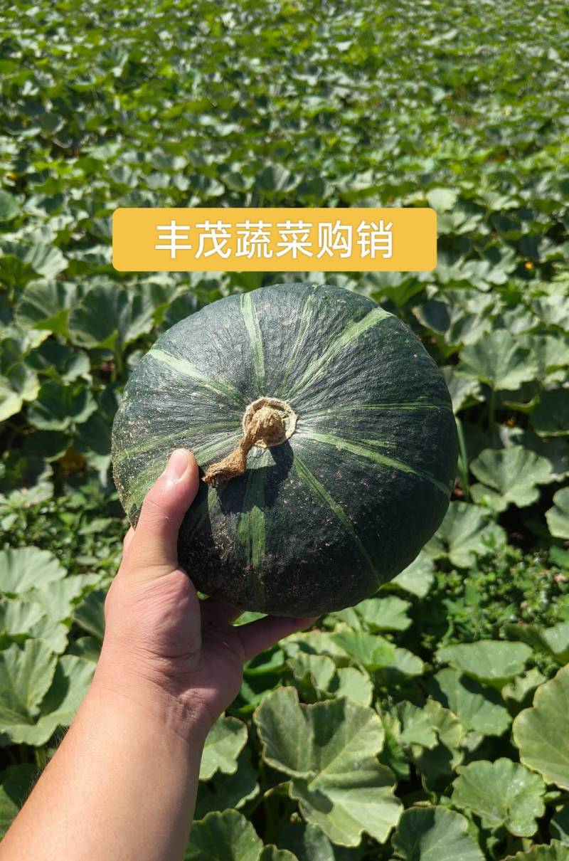 【实力】山西板栗南瓜大量上市支持散装袋装
