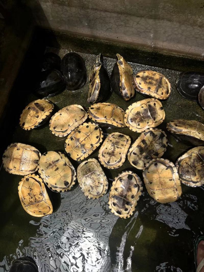 安布种龟，一比二，可散出，需要联系