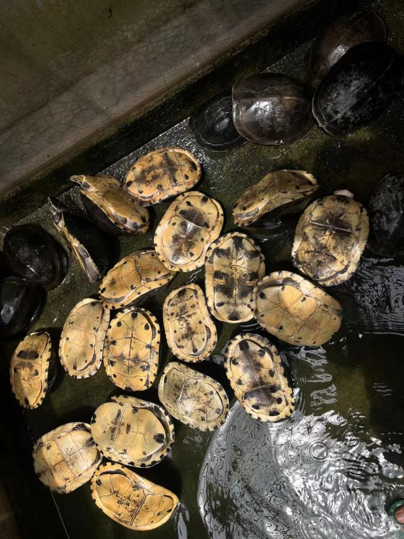 安布种龟，一比二，可散出，需要联系
