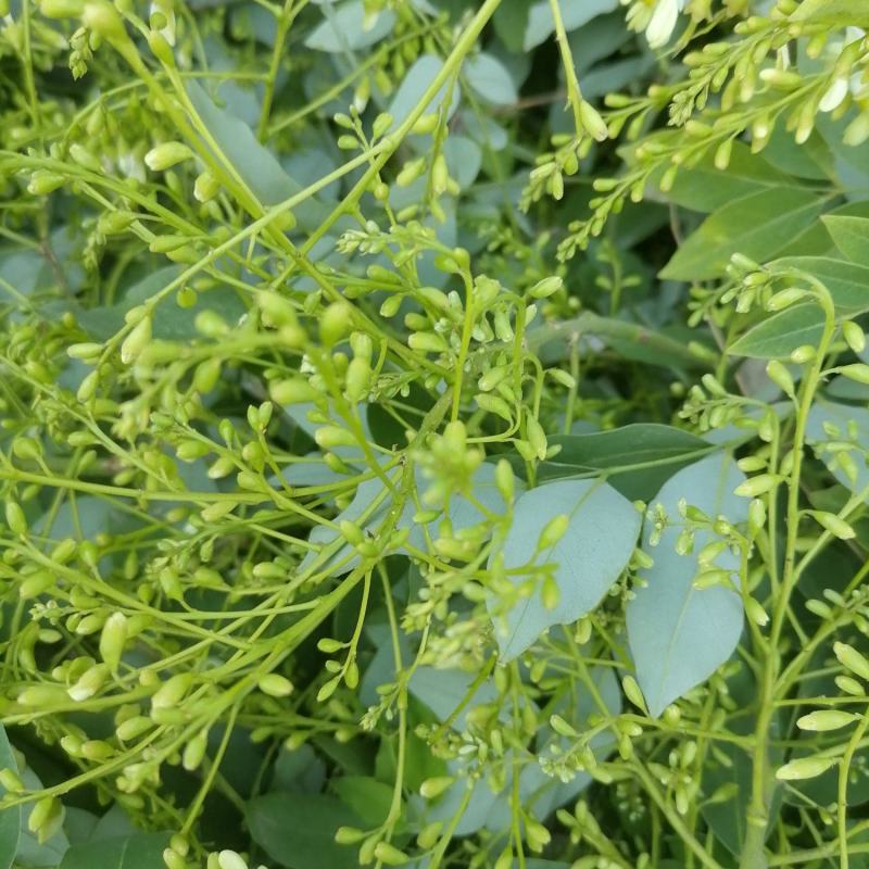 槐米产新产地槐花槐角