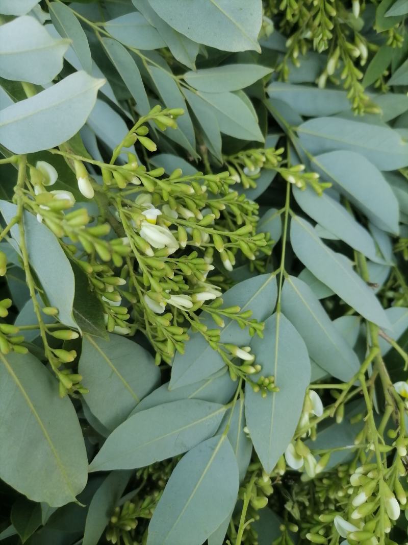 槐米产新产地槐花槐角