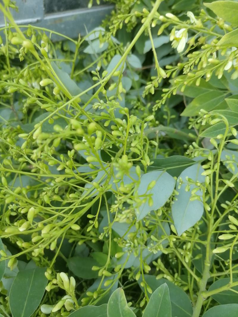 槐米产新产地槐花槐角