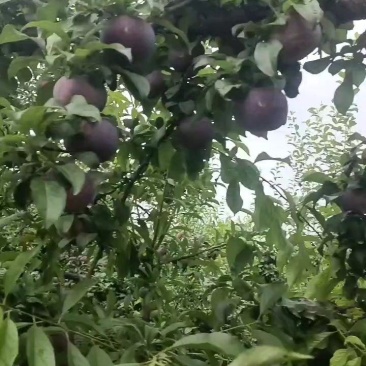 红布林，黑巨力，黑宝石等李子陆续大量上市欢迎客户对接