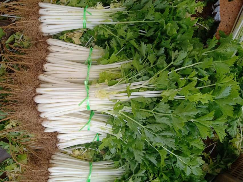 绿芹菜(左)与白芹菜(右)形态学对比:绿芹菜叶片发达、叶柄绿色带棱;白芹菜叶片已割除,仅留纯白软化茎秆,表面光滑无蜡质层,截面呈半透明乳白色 绿芹菜与白芹菜实物对比图:左侧为带叶绿芹菜(津南实芹),茎叶翠绿、叶柄棱线清晰、表面微有蜡质;右侧为去叶白芹菜(扬州白芹),茎秆纯白、光滑无棱、基部略带浅粉色晕染;背景为白色瓷盘与不锈钢刀具,体现食材本真状态