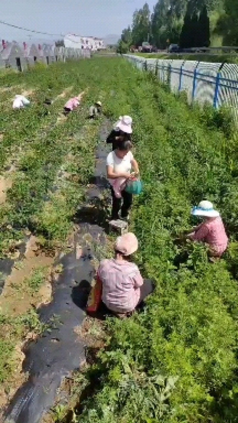鲜辣椒，线椒，通货，精品货，自产自销，代办收货，竭诚服务