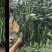 鲜辣椒，线椒，通货，精品货，自产自销，代办收货，竭诚服务