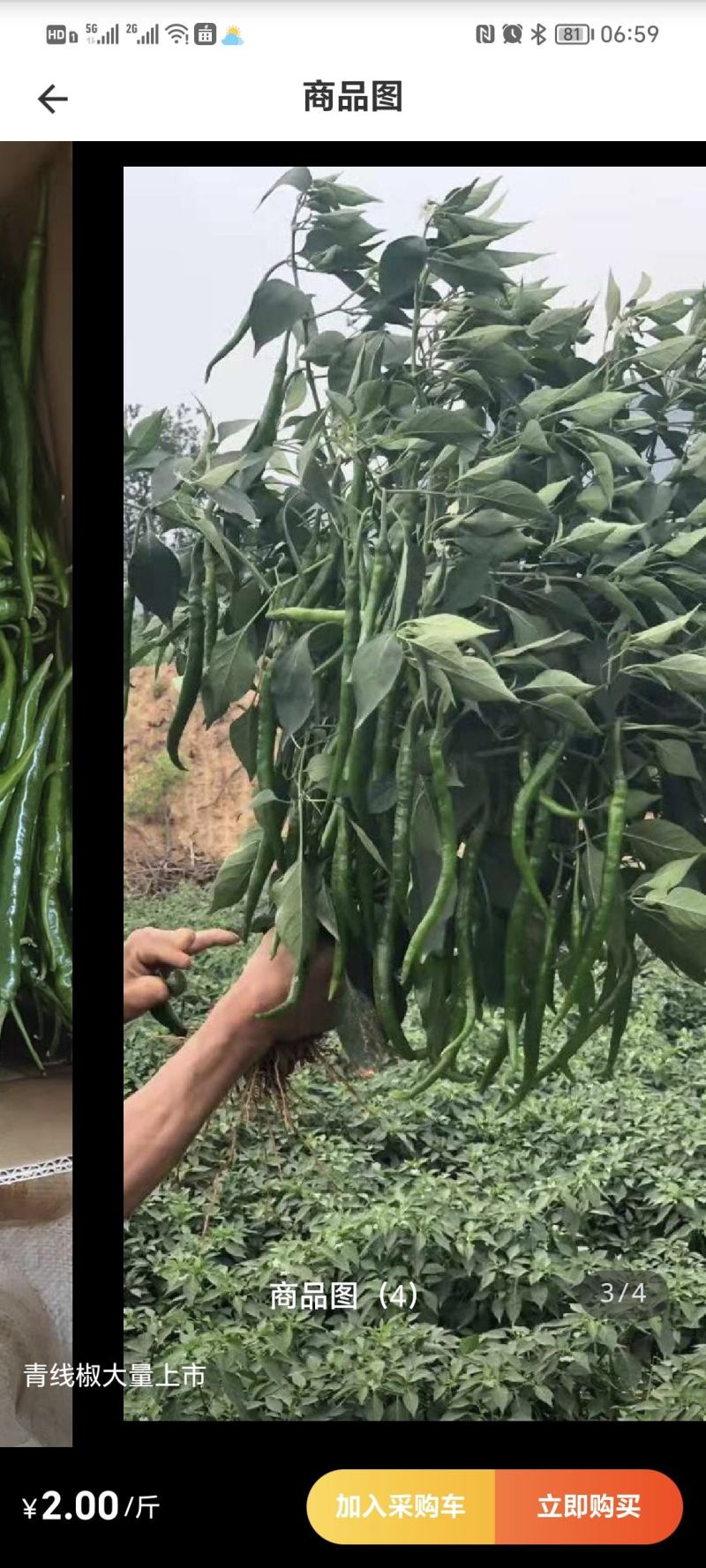 鲜辣椒，线椒，通货，精品货，自产自销，代办收货，竭诚服务