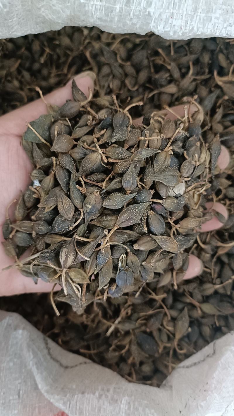 连翘水煮晒干货
