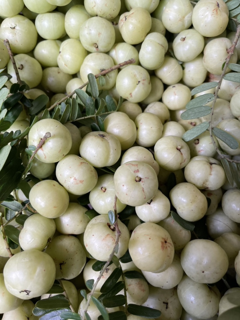 广东甜油甘，牛柑果，滇橄榄，丙甜油柑奶茶店