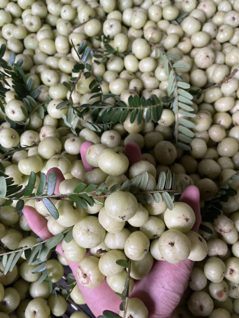 广东甜油甘，牛柑果，滇橄榄，丙甜油柑奶茶店