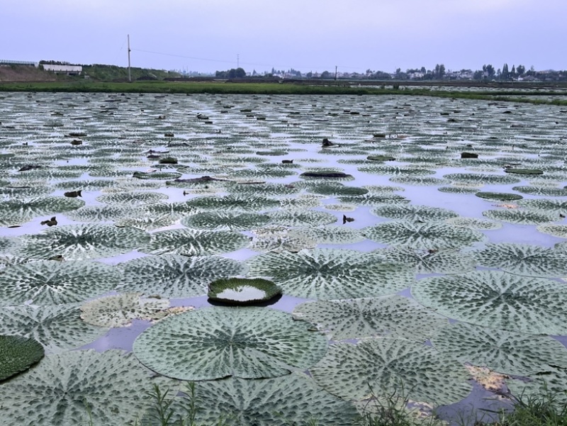 自家种植的芡实鸡头米有三百亩的规模，希望可以自产自销