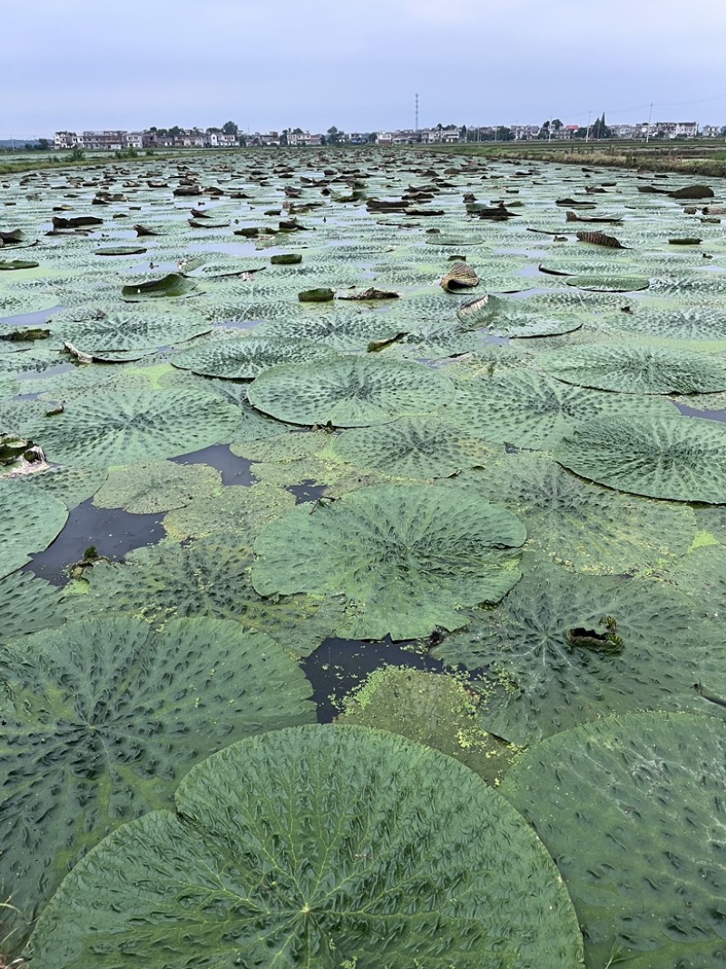 自家种植的芡实鸡头米有三百亩的规模，希望可以自产自销