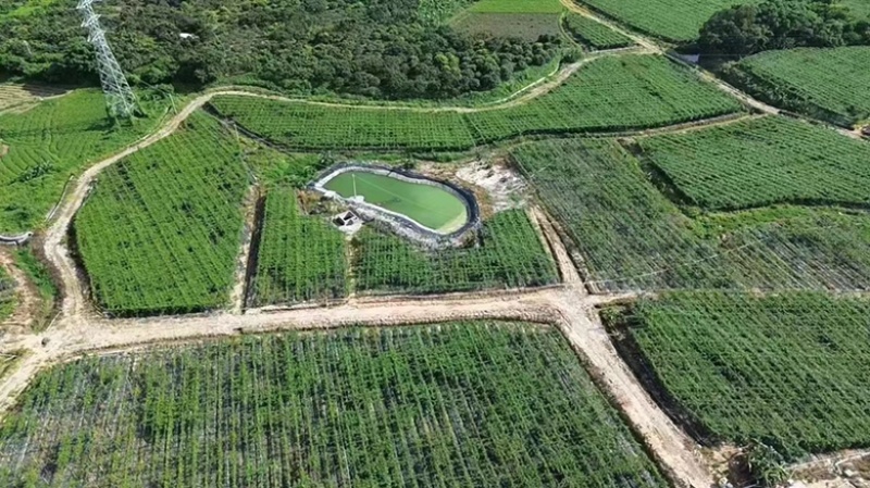 广东阳西海砂地钦蜜9号大量上市中