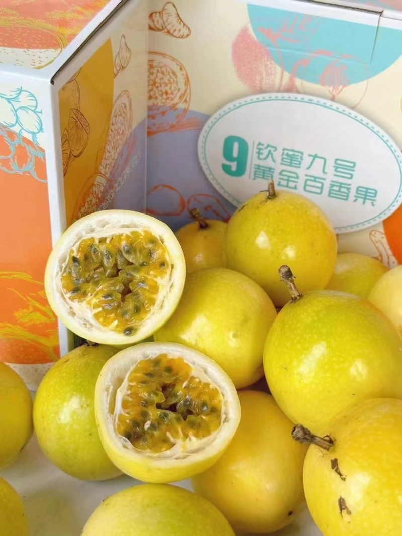 广东阳西海砂地钦蜜9号大量上市中