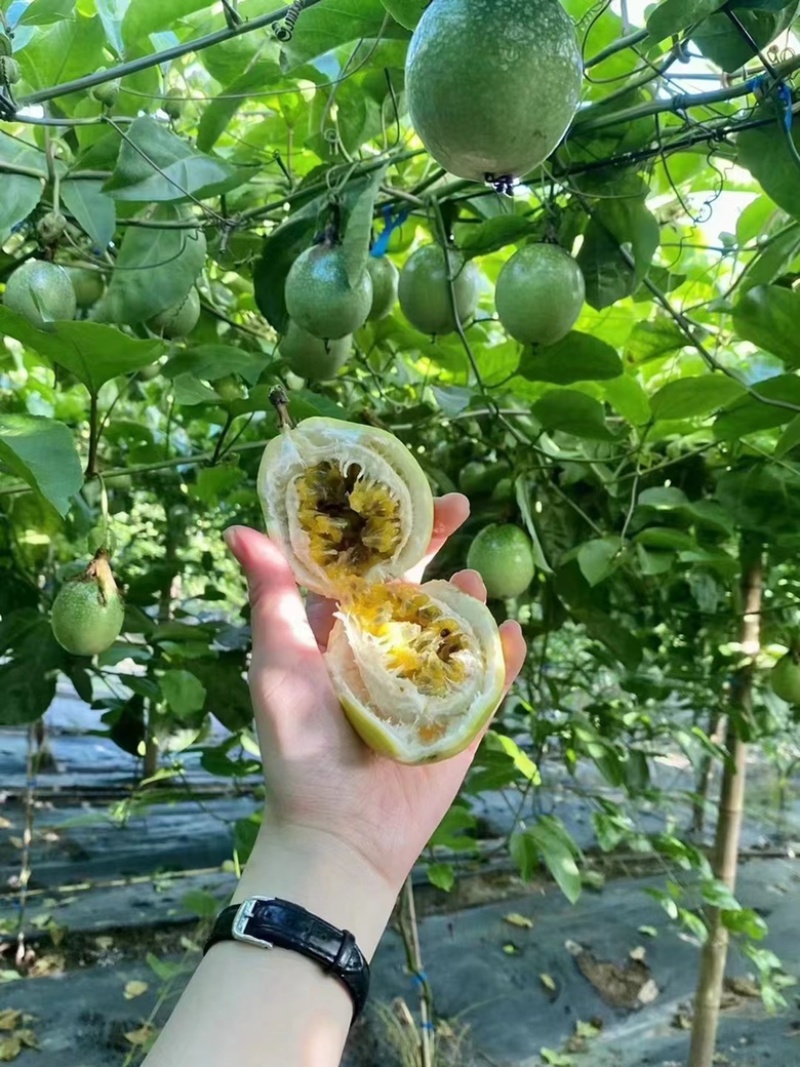 广东阳西海砂地钦蜜9号大量上市中