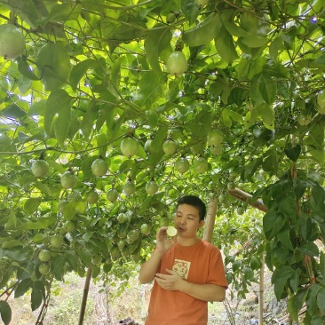 黄金百香果云南高山钦蜜九号香甜多汁现货大量供应团购批发