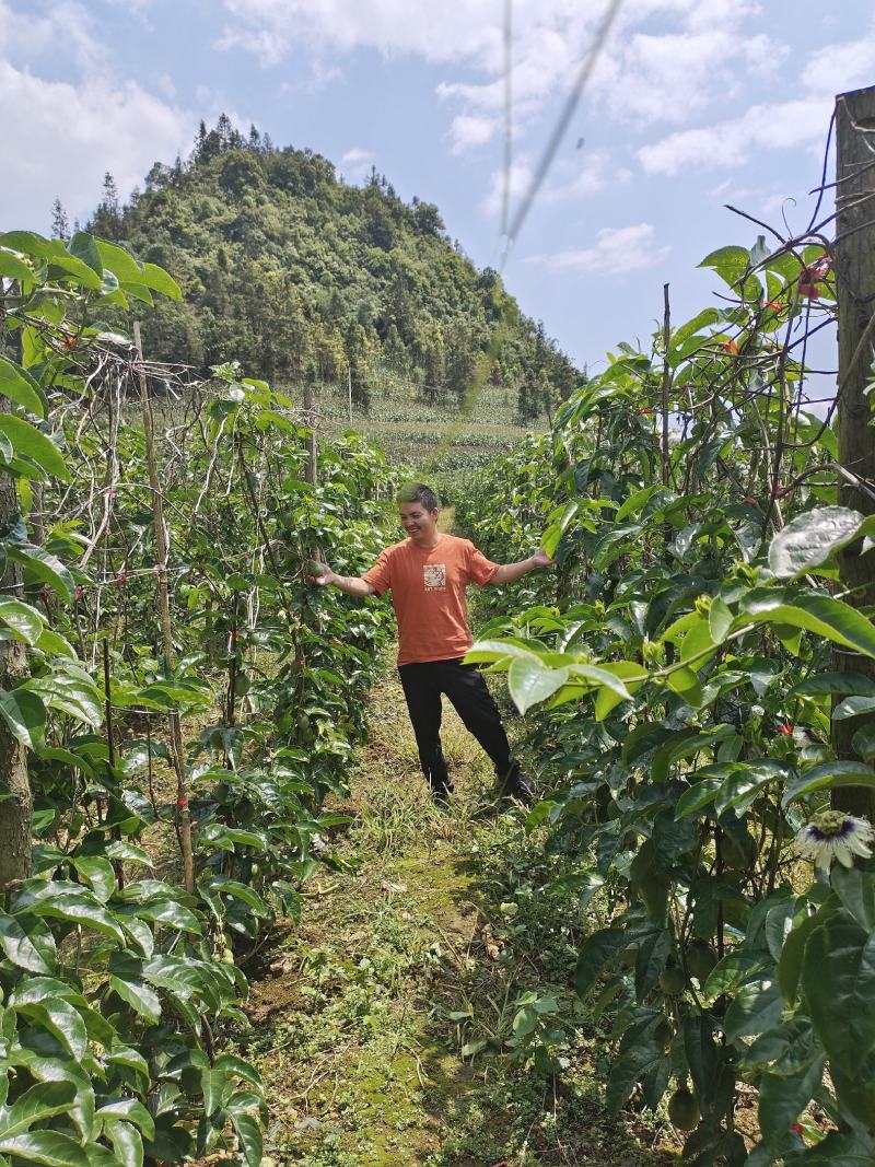 黄金百香果云南高山钦蜜九号香甜多汁现货大量供应团购批发