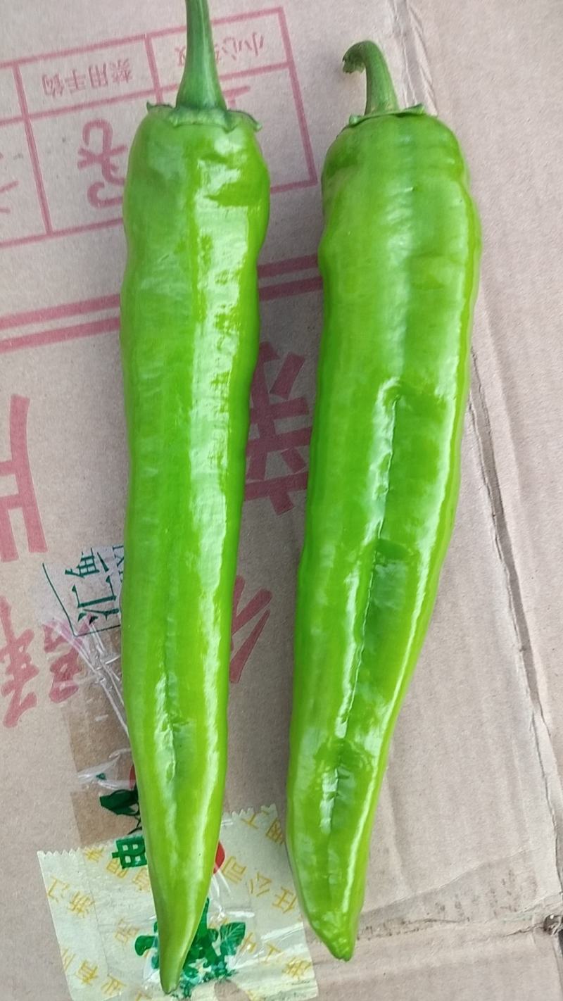 坝上大棚辣椒
