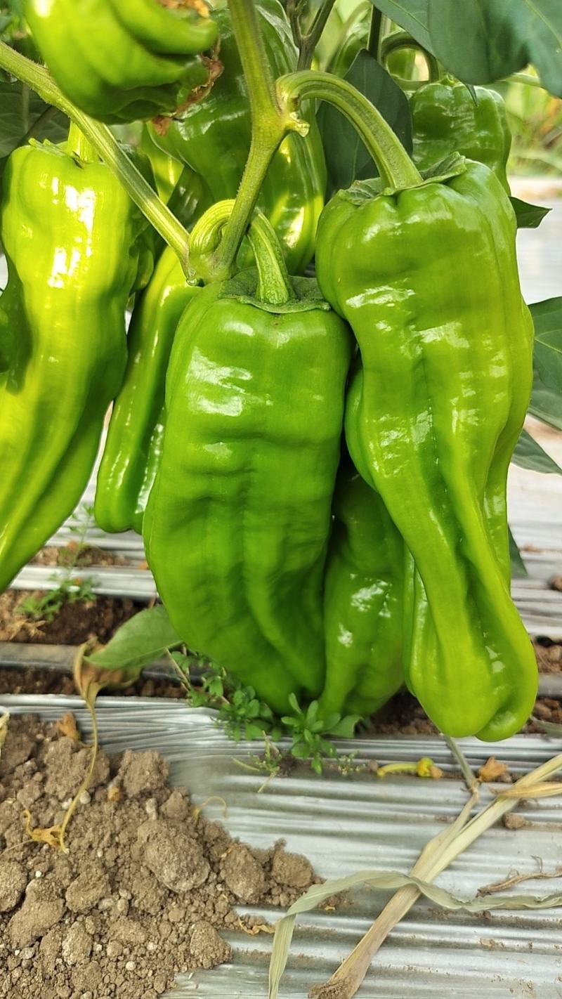 坝上大棚辣椒
