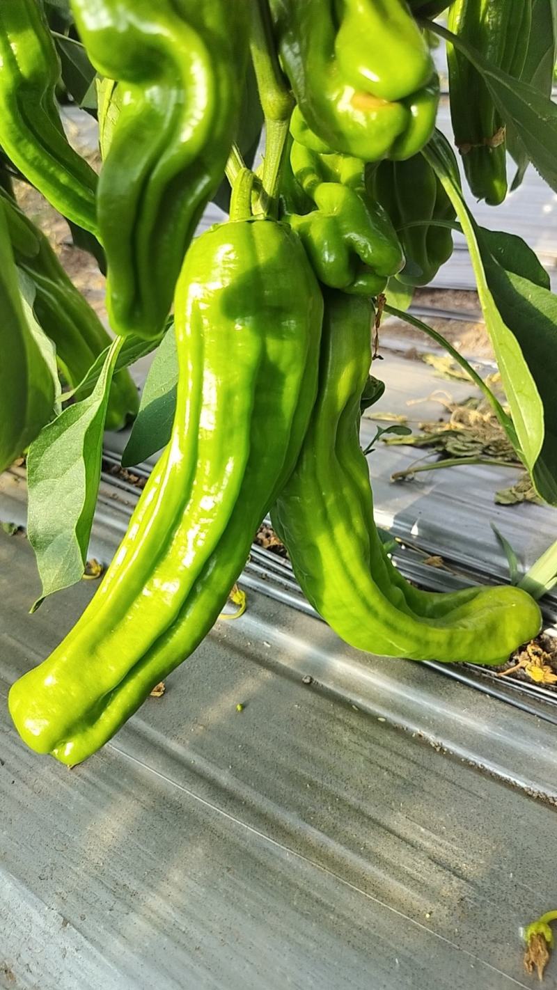 坝上大棚辣椒
