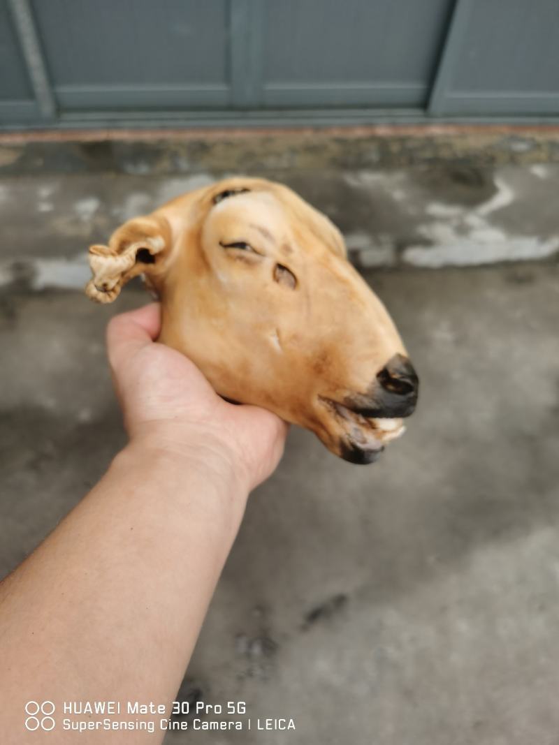 火烧内蒙羔羊羊头肉质紧实品质保障价格优惠全国可发视频看货