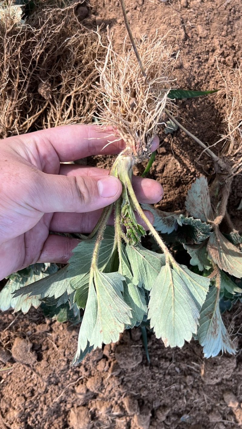 奶油草莓苗子现挖甜宝章姬草莓苗包成活率