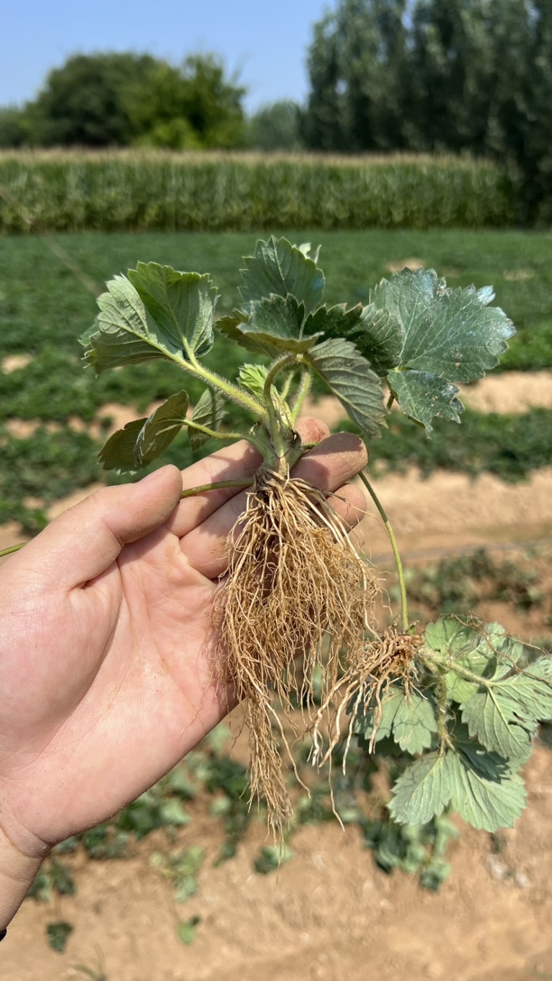 奶油草莓苗子现挖甜宝章姬草莓苗包成活率