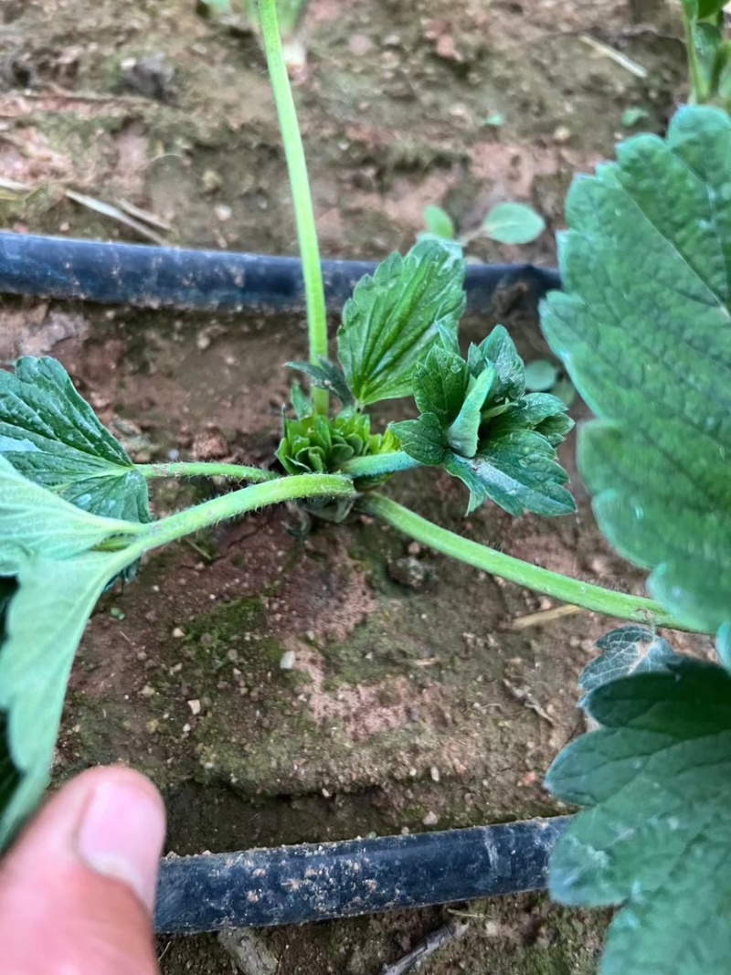奶油草莓苗子现挖甜宝章姬草莓苗包成活率