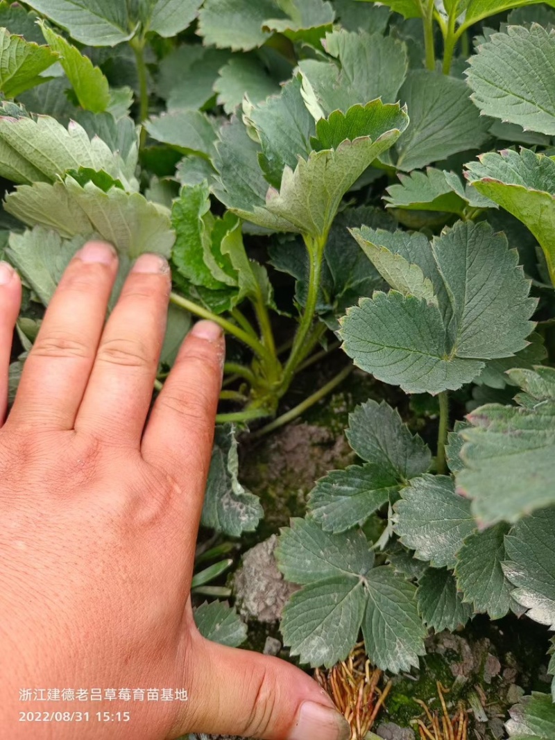奶油草莓苗子现挖甜宝章姬草莓苗包成活率