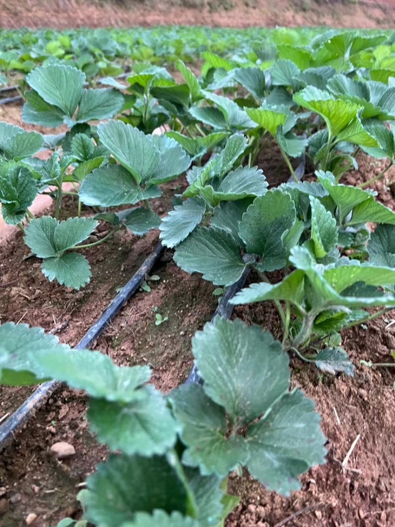 奶油草莓苗子现挖甜宝章姬草莓苗包成活率