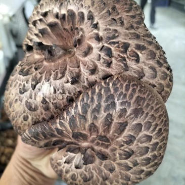 野生虎掌菌