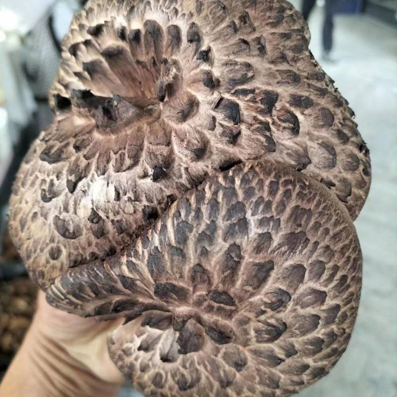 野生虎掌菌
