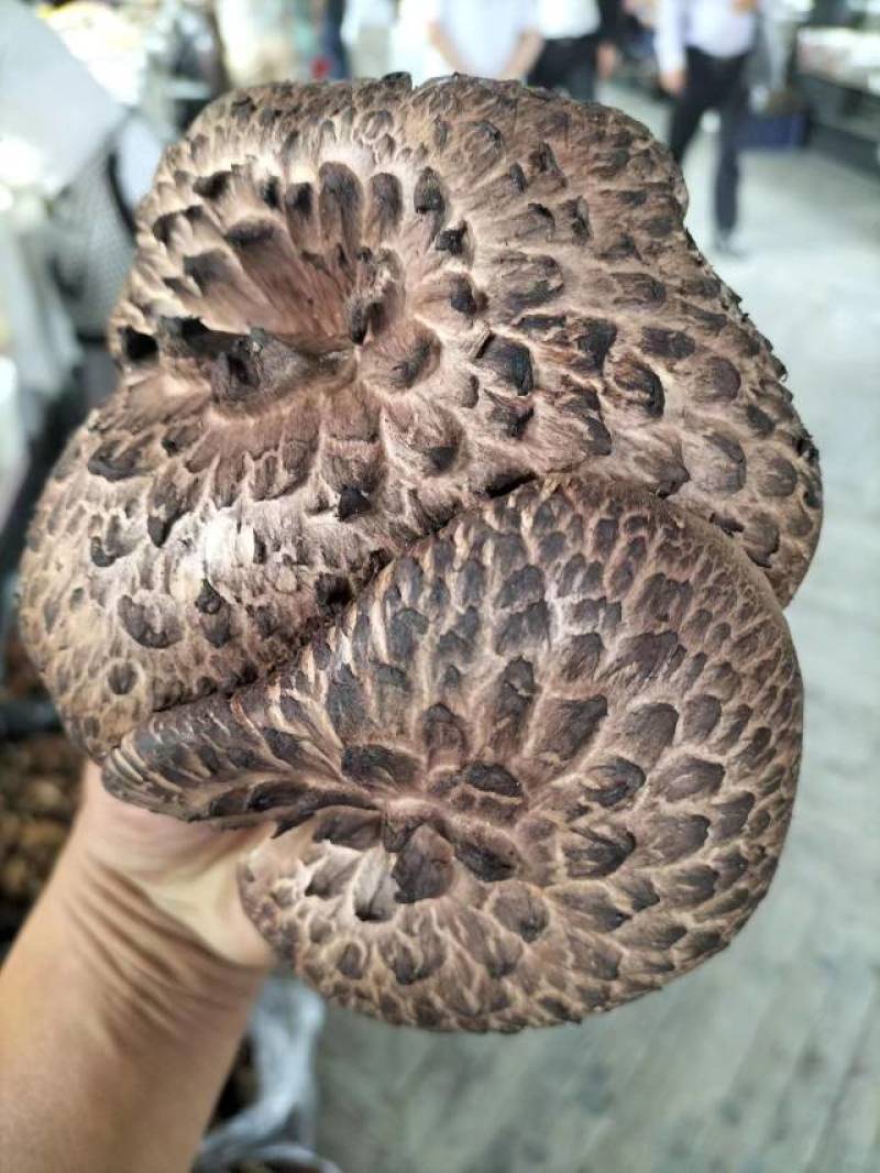野生虎掌菌