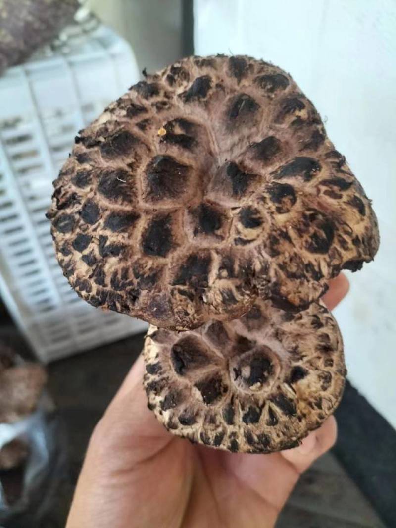 野生虎掌菌