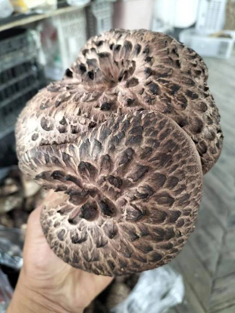野生虎掌菌