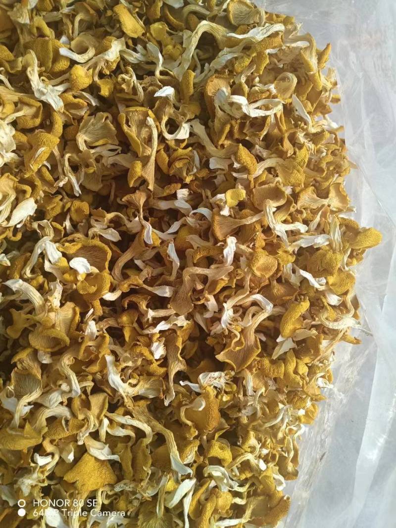 干榆黄菇片